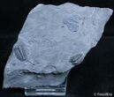 Double Elrathia Trilobite - Wheeler Formation #2483-2